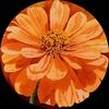 zinniaclothes